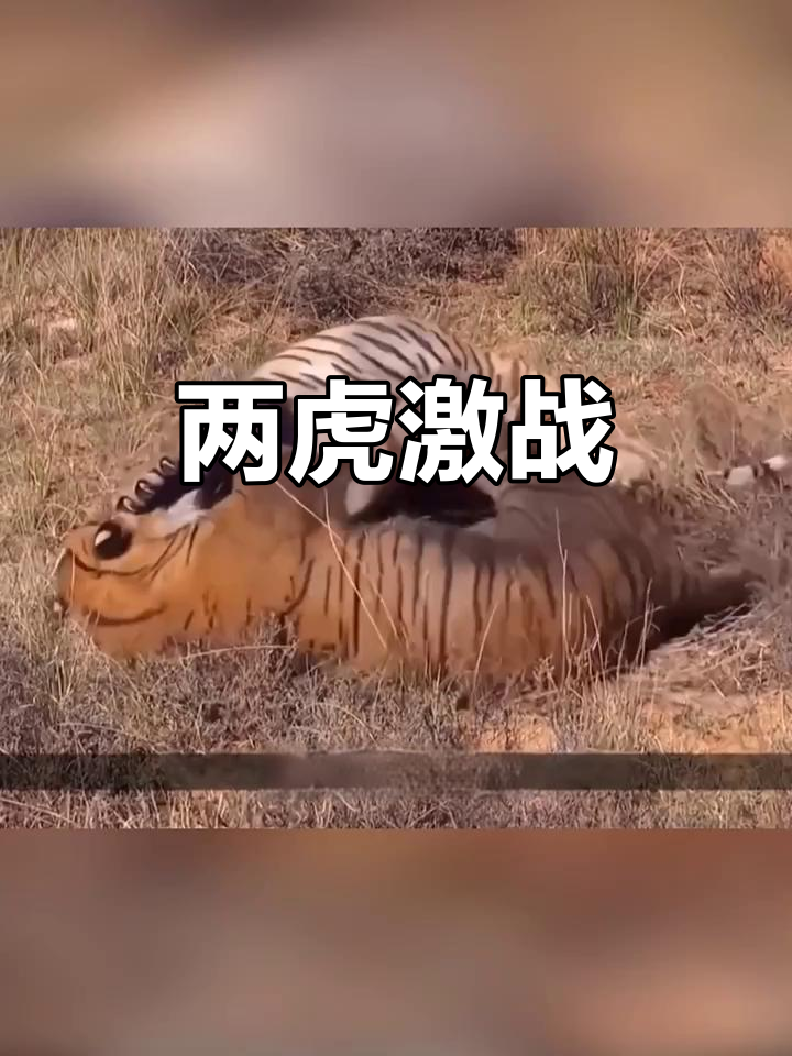 场上对决激烈难分胜负，精彩纷呈情景